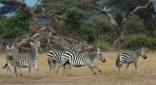  03Days-Kenya-wildlife-migration-safari