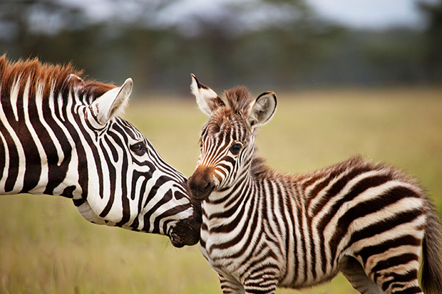 03Days-Kenya-Holiday-Tour