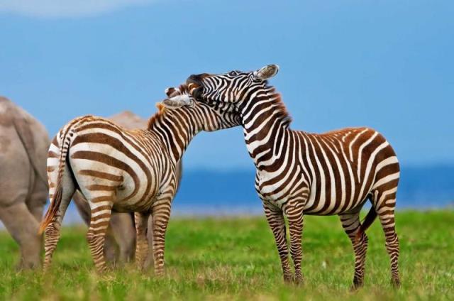 04 Days - Kenya-Majestic-Adventure-Holiday