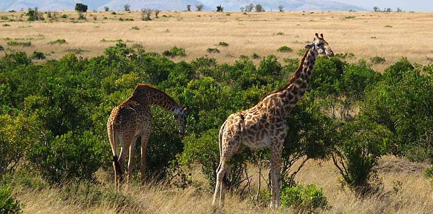 05Days-Amboseli-Tsavo-West-Camping-Safari