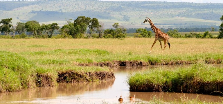 12 days - Kenya migration and beach safaris