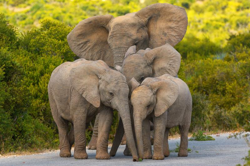 arusha-national-park