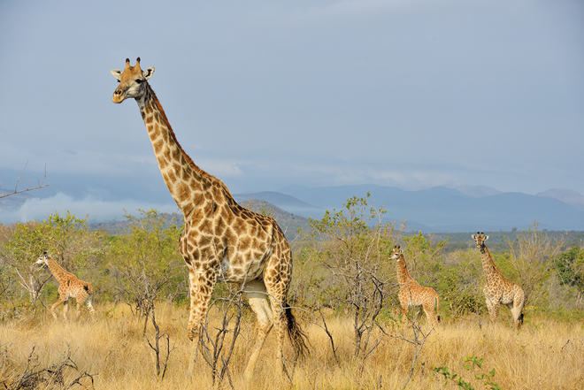 08Days-Kenya-safari-Program