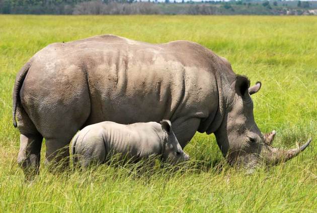 10Days-Kenya-budget-wildlife-and-cultural-holiday 