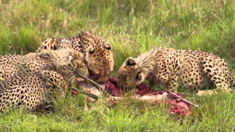 07-days-northern-tanzania-semi-budget-wildlife-tour