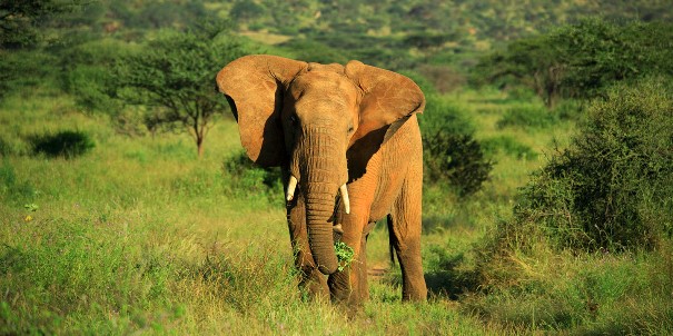 15Days-Kenya-Tanzania-Zanzibar-wildlife-and-beach-tour