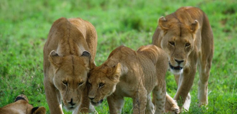 Kenya-Shorts-Tours-tanzania-tour-and-safaris-Ltd