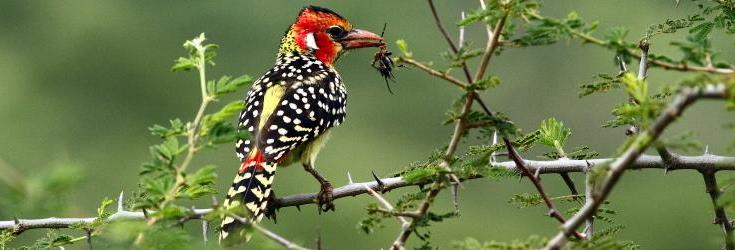 Tanzania-holiday-safaris