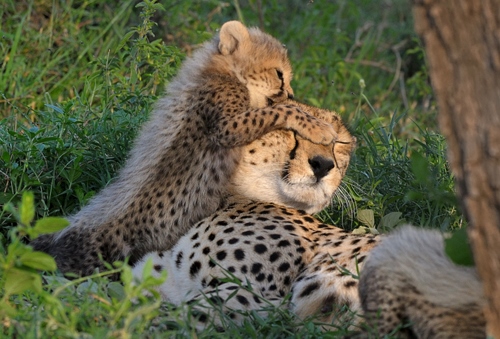 9-days-tanzania-safari-budget-tour