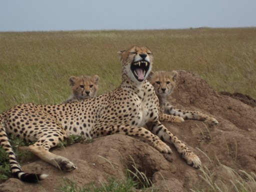 10Days-Tanzania-Serengeti-Tour