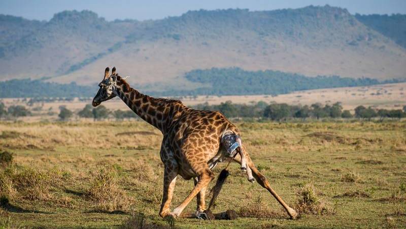 07Days-Northern-Tanzania-Wildlife-Safaris 
