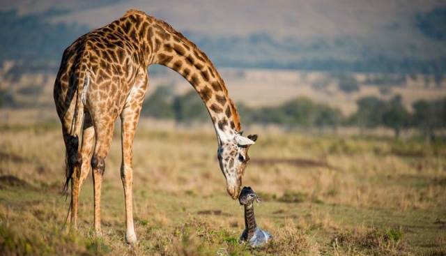 10Days-Tanzania-Wildlife-and-Beach-Safaris