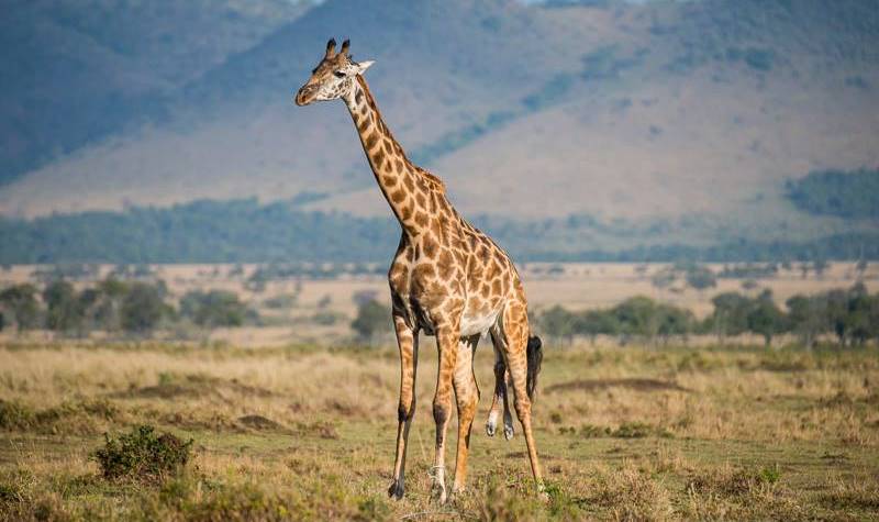 12Days–Northern-Tanzania-wildlife-and-Beach-Safaris