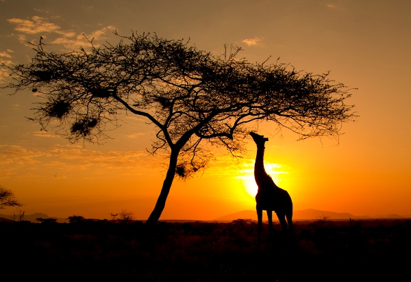 10Day-Tanzania-wildlife-Migration-Package