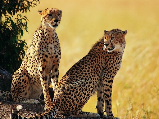 Kenya-Budget-Tours