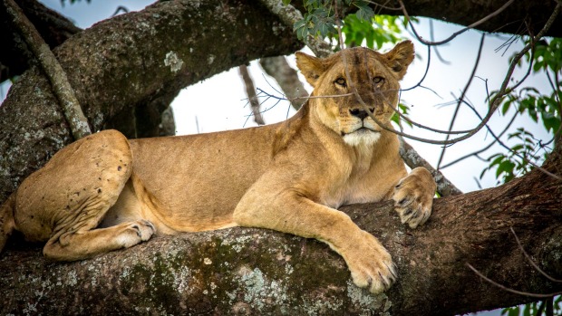 Tanzania-Lodge-Safaris