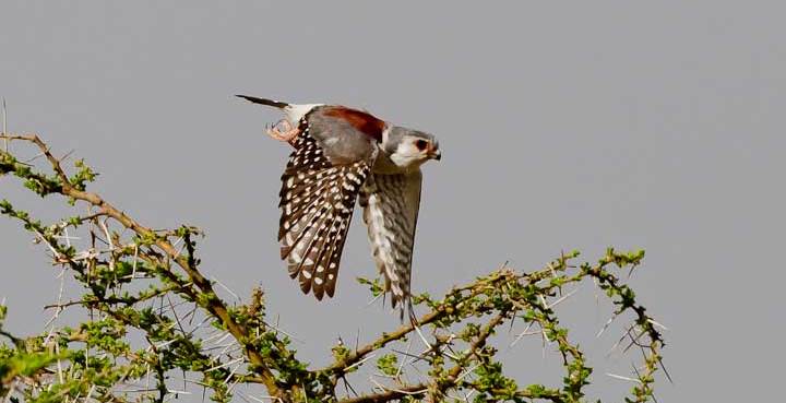 10Days-Serengeti-Birding-Safari-Package