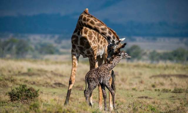08Days-Kenya-Maasai-Mara-and-Beach-Safaris