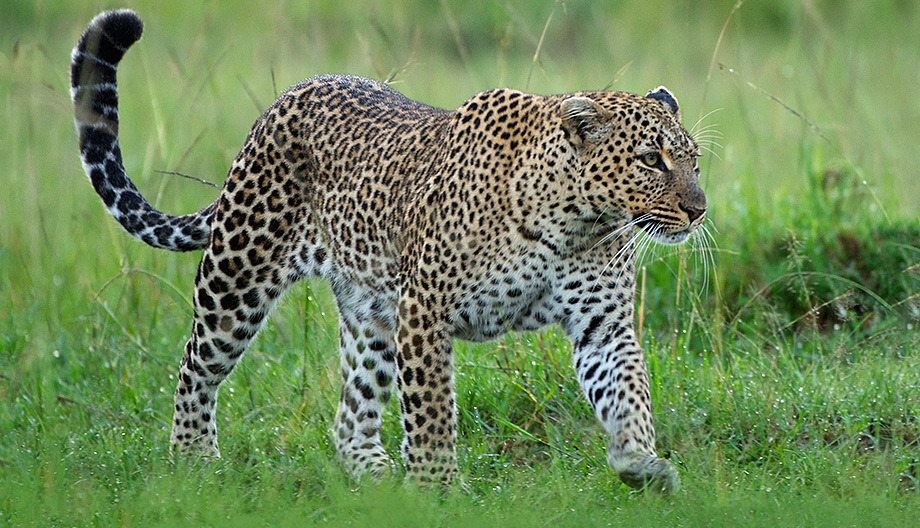 Tanzania wildlife holiday