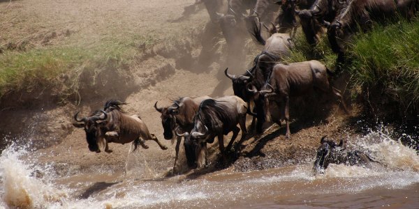 08Days-Ngorongoro-wildlife-and-Beach-Holiday