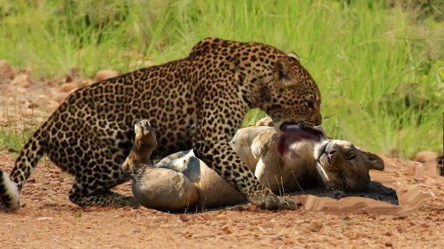 11Days-Machame-Kilimanjaro-climbing-Tarangire-budget-safari 