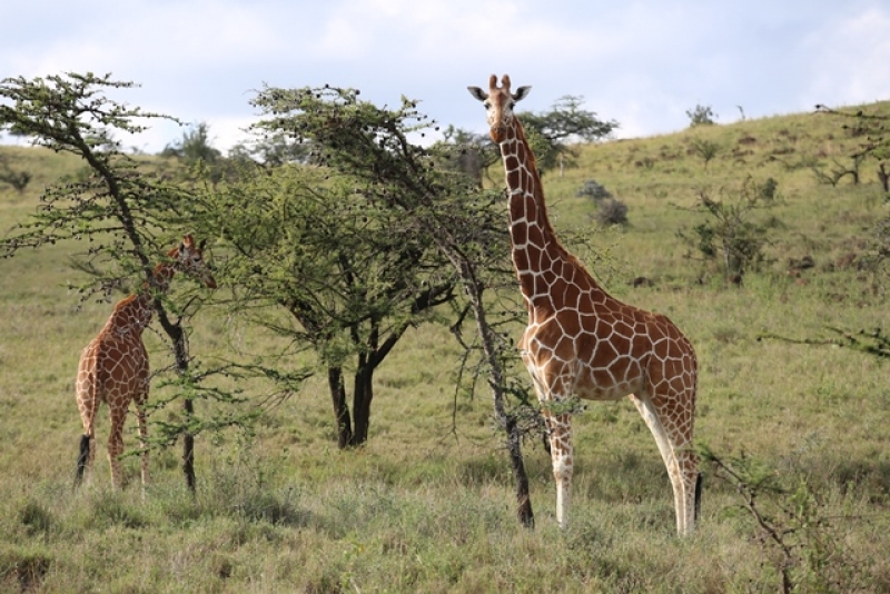 10-days-kenya-luxury-wildlife-safaris