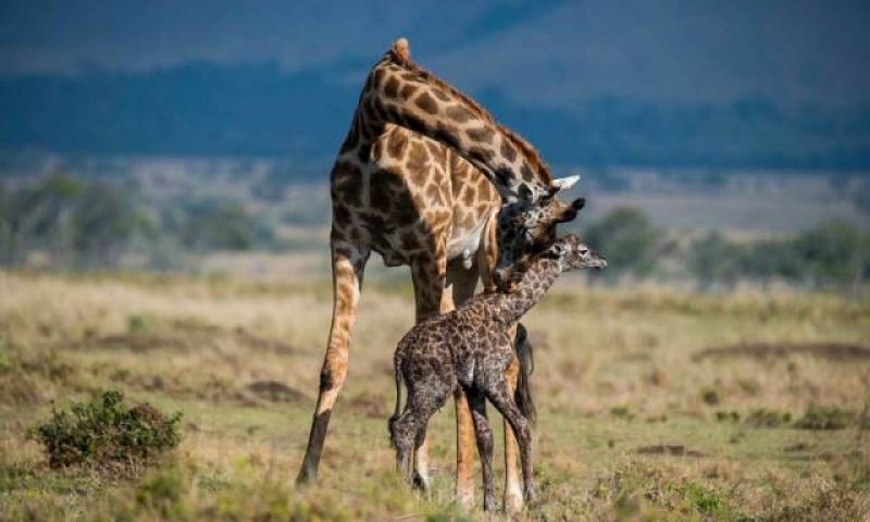 08-days-kenya-maasai-mara-and-beach-safaris