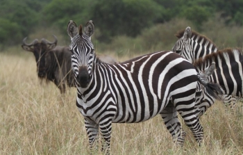 03days-luxury-amboseli-national-park-tour