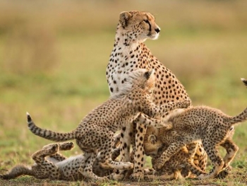 04-days-luxury-samburu-national-park-tour