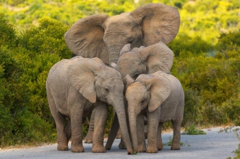 arusha-national-park