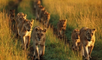 07-days-kenya-wildlife-budget-safari