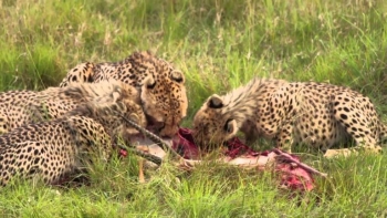 ngoro-ngoro-conservancy