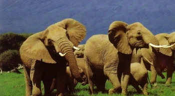 06-days-tanzania-ngoro-ngoro-packages
