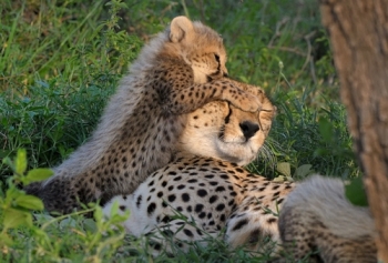 15-days-kenya-tanzania-zanzibar-wildlife-and-beach-tour
