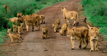 04-days-mara-lake-nakuru-holiday-safaris