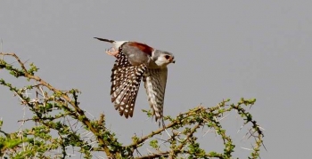 10-days-serengeti-birding-safari-package