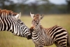 06-days-abedare-maasai-mara-budget-safari