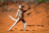 03-days-maasai-mara-luxury-holiday-safaris