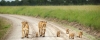 03-days-kenya-masai-mara-camping-safari