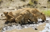 11-days-machame-route-and-ngorngoro-safari-tour