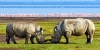 09-days-mount-kilimanjaro-tarangire-tour-lemosho-route
