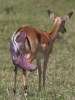 06-days-tanzania-serengeti-wildlife-safaris