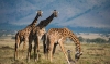 03-days-tarangire-budget-package