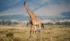12-day-tanzania-kenya-luxury-migration-tour