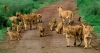 04-days-mara-lake-nakuru-holiday-safaris