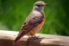 11-days-tanzania-kenya-wildlife-lodge-tour
